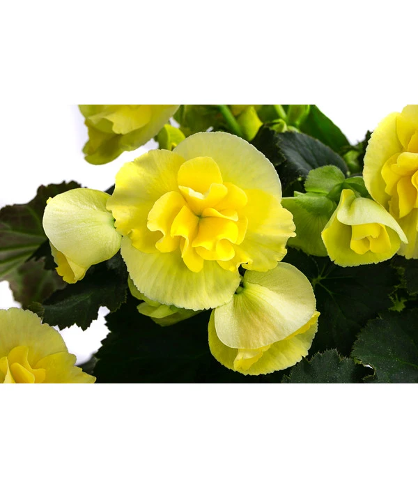 Begonie 'Solenia', Verschiedene Sorten 9 Begonie 'Solenia', Verschiedene Sorten – Bild 7