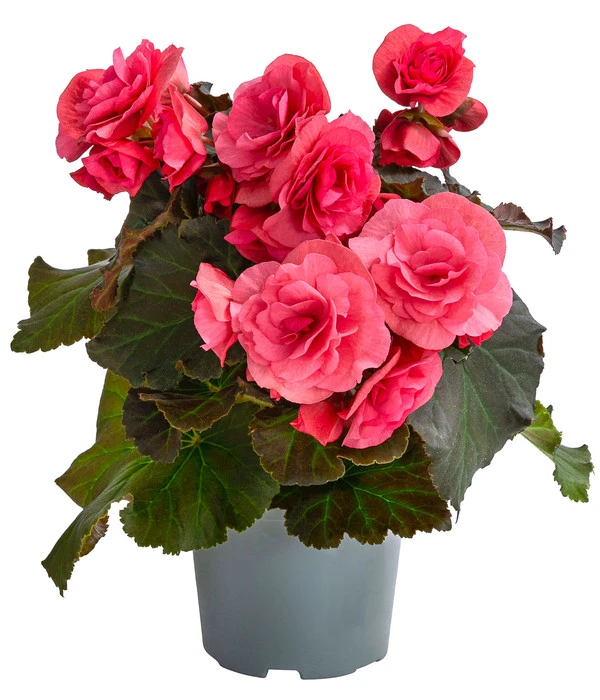 Begonie 'Solenia', Verschiedene Sorten 6 Begonie 'Solenia', Verschiedene Sorten – Bild 4