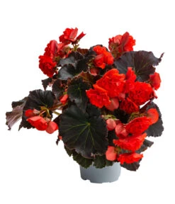 Begonie 'Solenia', Verschiedene Sorten 13 Begonie 'Solenia', Verschiedene Sorten -Eleganter Garten 8821290 WE FS 002 BegonieSoleniaRotT12