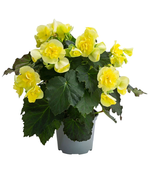 Begonie 'Solenia', Verschiedene Sorten 4 Begonie 'Solenia', Verschiedene Sorten – Bild 2