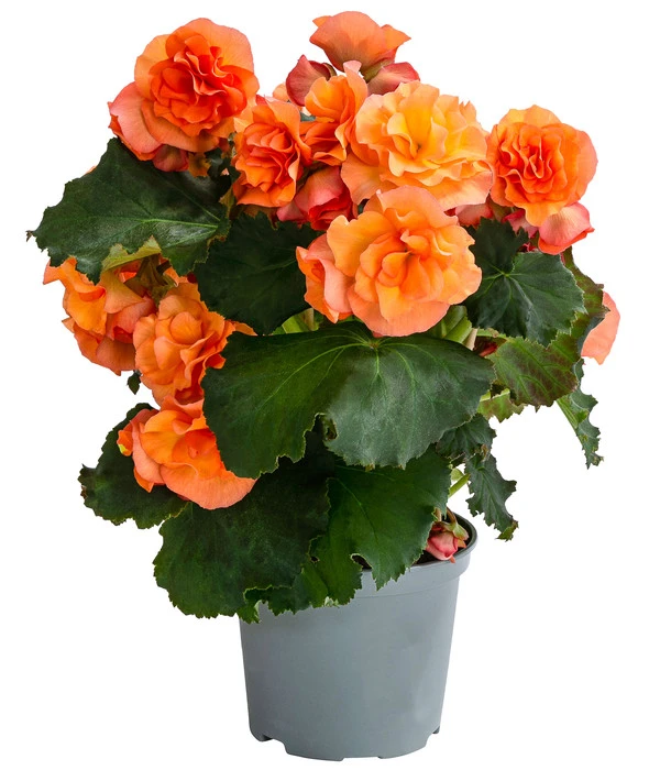 Begonie 'Solenia', Verschiedene Sorten 3 Begonie 'Solenia', Verschiedene Sorten
