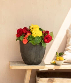 Begonie 'Solenia', Verschiedene Sorten 15 Begonie 'Solenia', Verschiedene Sorten -Eleganter Garten 8821290 WE MO 001 BegonieSolenia