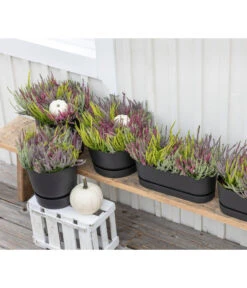 Elho Kunststoff-Topf Greenville, Ca. B20/B18/T49 Cm -Eleganter Garten 8821985 WE MO 001 CallunaQuattro 1