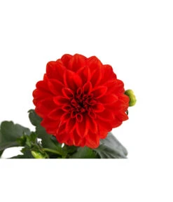 Zwergdahlie, Verschiedene Farben 25 Zwergdahlie, Verschiedene Farben -Eleganter Garten 8822397 WE DE 001 ZwergdahlienT13