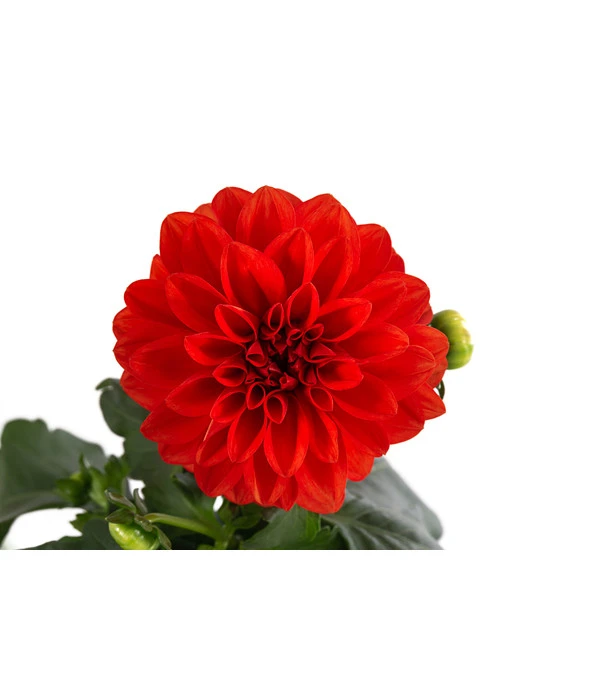 Zwergdahlie, Verschiedene Farben 14 Zwergdahlie, Verschiedene Farben – Bild 12