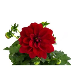 Zwergdahlie, Verschiedene Farben 24 Zwergdahlie, Verschiedene Farben -Eleganter Garten 8822397 WE DE 002 ZwergdahlienT13