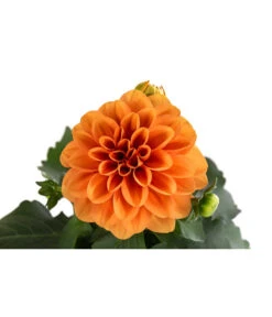 Zwergdahlie, Verschiedene Farben 23 Zwergdahlie, Verschiedene Farben -Eleganter Garten 8822397 WE DE 003 ZwergdahlienT13