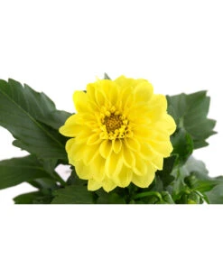 Zwergdahlie, Verschiedene Farben 22 Zwergdahlie, Verschiedene Farben -Eleganter Garten 8822397 WE DE 004 ZwergdahlienT13