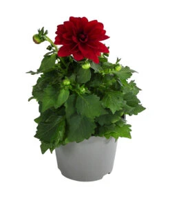 Zwergdahlie, Verschiedene Farben 18 Zwergdahlie, Verschiedene Farben -Eleganter Garten 8822397 WE FS 002 ZwergdahlienT13