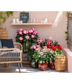 Zwergdahlie, Verschiedene Farben 20 Zwergdahlie, Verschiedene Farben -Eleganter Garten 8822397 WE MO 001 ZwergDahlie
