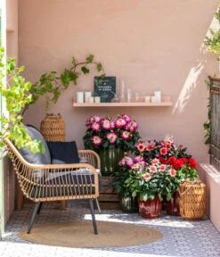 Dahlie, Verschiedene Farben -Eleganter Garten 8822397 WE MO 001 ZwergDahlie GC08 2023