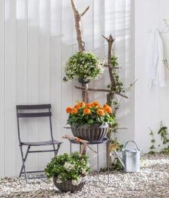 Zwergdahlie, Verschiedene Farben 19 Zwergdahlie, Verschiedene Farben -Eleganter Garten 8822397 WE MO 001 ZwergdahlieT13