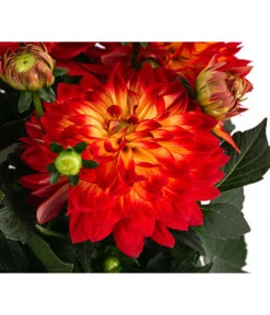 Dahlie, Verschiedene Farben -Eleganter Garten 8822488 WE DE 001 DahlieT19