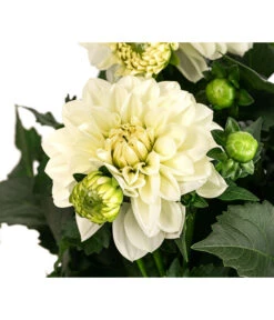 Dahlie, Verschiedene Farben -Eleganter Garten 8822488 WE DE 002 DahlieT19