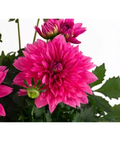 Dahlie, Verschiedene Farben -Eleganter Garten 8822488 WE DE 003 DahlieT19