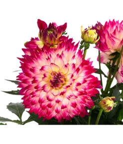 Dahlie, Verschiedene Farben -Eleganter Garten 8822488 WE DE 004 DahlieT19