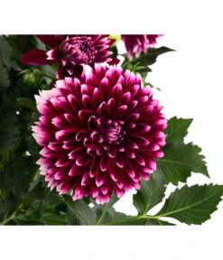 Dahlie, Verschiedene Farben -Eleganter Garten 8822488 WE DE 005 DahlieT19