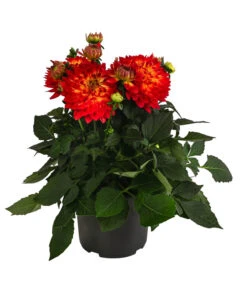 Dahlie, Verschiedene Farben -Eleganter Garten 8822488 WE FS 001 DahlieT19