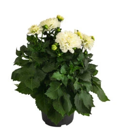 Dahlie, Verschiedene Farben -Eleganter Garten 8822488 WE FS 002 DahlieT19