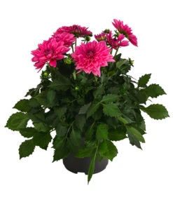 Dahlie, Verschiedene Farben -Eleganter Garten 8822488 WE FS 003 DahlieT19