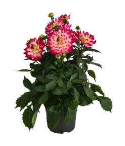 Dahlie, Verschiedene Farben -Eleganter Garten 8822488 WE FS 004 DahlieT19