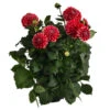 Dahlie, Verschiedene Farben 1 Dahlie, Verschiedene Farben -Eleganter Garten 8822488 WE FS 006 DahlieT19