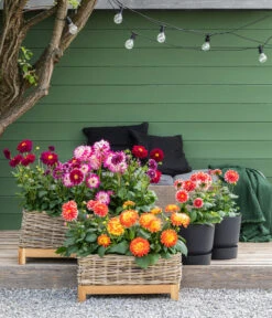 Dahlie, Verschiedene Farben -Eleganter Garten 8822488 WE MO 001 Dahlien