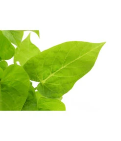 Süßkartoffel, Verschiedene Farben -Eleganter Garten 8824500 WE DE 001 IpromoeaT12