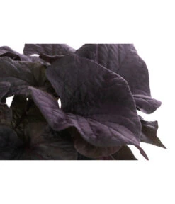 Süßkartoffel, Verschiedene Farben -Eleganter Garten 8824500 WE DE 002 SuesskartoffelT12