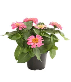 Zwergzinnie, Verschiedene Sorten -Eleganter Garten 8826778 WE FS 001 ZwergzinnieZinniaElegansT13RosaDehnerExpressHerzig