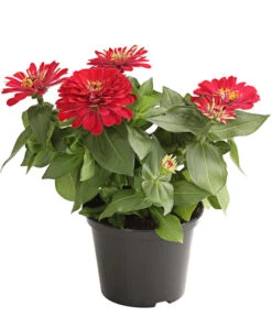 Zwergzinnie, Verschiedene Sorten -Eleganter Garten 8826778 WE FS 001 ZwergzinnieZinniaElegansT13RotDehnerExpressHerzig