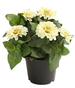 Zwergzinnie, Verschiedene Sorten -Eleganter Garten 8826778 WE FS 001 ZwergzinnieZinniaElegansT13WeissDehnerExpressHerzig