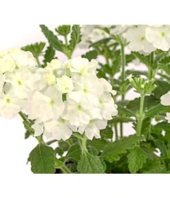 Eisenkraut, Verschiedene Farben -Eleganter Garten 8826828 PR DE 001 VerbenaEisenkrautMixT13DehnerExpressHerzig