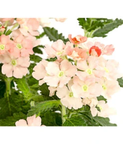 Eisenkraut, Verschiedene Farben -Eleganter Garten 8826828 PR DE 002 VerbenaEisenkrautMixT13DehnerExpressHerzig