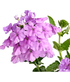 Eisenkraut, Verschiedene Farben -Eleganter Garten 8826828 PR DE 004 VerbenaEisenkrautMixT13DehnerExpressHerzig