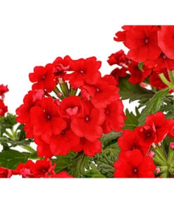 Eisenkraut, Verschiedene Farben -Eleganter Garten 8826828 PR DE 005 VerbenaEisenkrautMixT13DehnerExpressHerzig