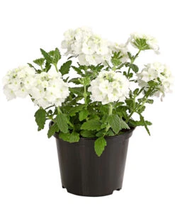 Eisenkraut, Verschiedene Farben -Eleganter Garten 8826828 PR FS 001 VerbenaEisenkrautMixT13DehnerExpressHerzig