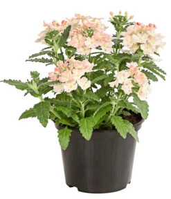 Eisenkraut, Verschiedene Farben -Eleganter Garten 8826828 PR FS 002 VerbenaEisenkrautMixT13DehnerExpressHerzig