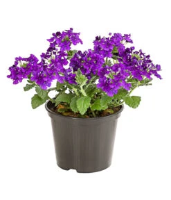 Eisenkraut, Verschiedene Farben -Eleganter Garten 8826828 PR FS 003 VerbenaEisenkrautMixT13DehnerExpressHerzig