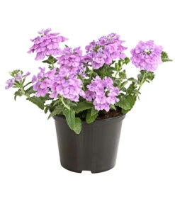Eisenkraut, Verschiedene Farben -Eleganter Garten 8826828 PR FS 004 VerbenaEisenkrautMixT13DehnerExpressHerzig