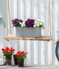 Eisenkraut, Verschiedene Farben -Eleganter Garten 8826828 WE MO 001EisenkrautT13