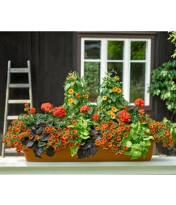 Minihängepetunie, Orange -Eleganter Garten 8826869 8826505 8813206 8816837 8824500 PR MO 001 ThunbergiaPelargonieIpomoeaCalibrachoaBalkonkastenRenner