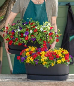 Elho Kunststoff-Topf Greenville, Ca. B20/B18/T49 Cm -Eleganter Garten 8827016 WE MO 001 SommertrioTrioMio