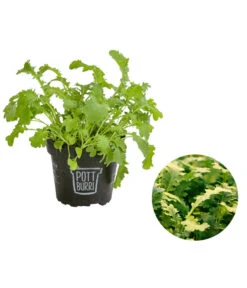 Bio Wasabi Rauke Im Pottburri®-Topf