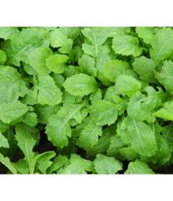 Bio Wasabi Rauke Im Pottburri®-Topf -Eleganter Garten 8830291 WE FS 003 BioPBWasabiRauke