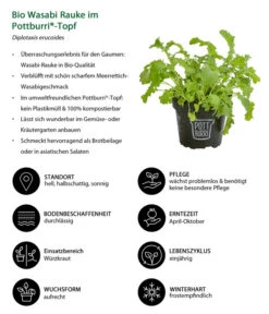 Bio Wasabi Rauke Im Pottburri®-Topf -Eleganter Garten 8830291 WE IG 001 BioWasabiRaukeimPottburriTopf