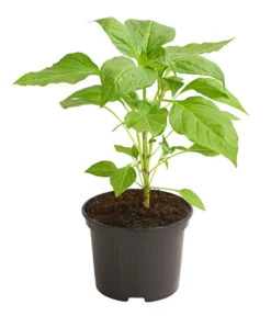 Milde Peperoni -Eleganter Garten 8831695 WE FS 001 PeperoniMildCapsicumAnnuumLongumDehnerExpressHerzig