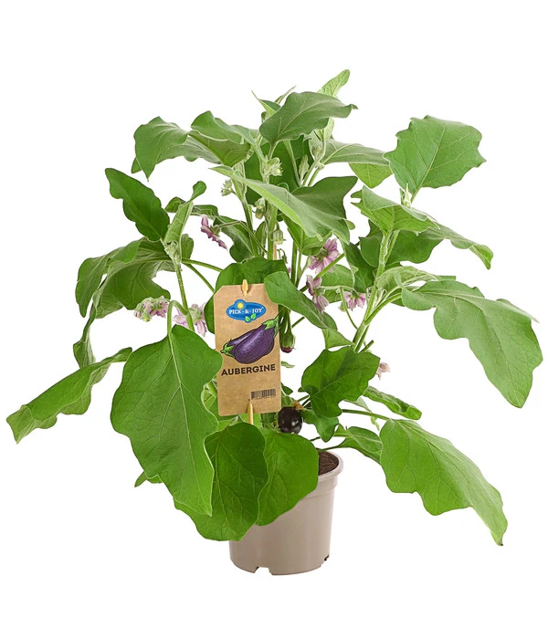 Pick-&-Joy® Aubergine Mit Früchten 3 Pick-&-Joy® Aubergine Mit Früchten