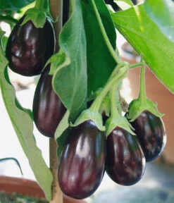Pick-&-Joy® Aubergine Mit Früchten 8 Pick-&-Joy® Aubergine Mit Früchten -Eleganter Garten 8838047 WE DE 001 AubergineOphelliaF1Fruechte