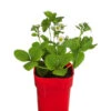 XXL Erdbeere 'Elsanta®' 2 XXL Erdbeere 'Elsanta®' -Eleganter Garten 8842148 WE FS 001 FragariaErdbeereElsanta2L